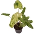 Philodendron Paraiso Verde