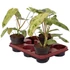 Philodendron Paraiso Verde