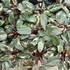 Philodendron pink Princess Marble