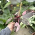Philodendron Pink Princess Marble