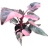 Philodendron Pink Princess Marble