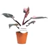 Philodendron Pink Princess
