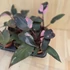 Philodendron Pink Princess