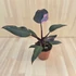 Philodendron Pink Princess
