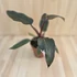 Philodendron Pink Princess