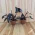 Philodendron Pink Princess