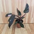 Philodendron Pink Princess