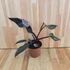 Philodendron Pink Princess