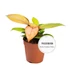 Philodendron Prince of Orange