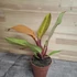Philodendron Prince of Orange