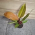 Philodendron Prince of Orange