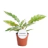 Philodendron Ring Of Fire