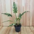 Philodendron Ring Of Fire