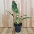 Philodendron Ring Of Fire