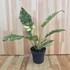 Philodendron Ring Of Fire