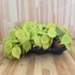 Philodendron scandens subsp. Micans Lime