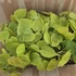 Philodendron scandens subsp. Micans Lime