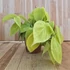 Philodendron scandens subsp. Micans Lime