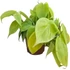 Philodendron scandens subsp. Micans Lime