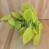 Philodendron scandens subsp. Micans Lime