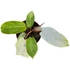 Philodendron Snowdrift