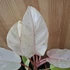 Philodendron Snowdrift
