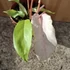 Philodendron Snowdrift