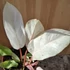 Philodendron Snowdrift