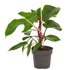 Philodendron squamiferum