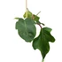 Philodendron squamiferum
