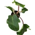 Philodendron squamiferum