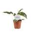 Philodendron White Princess