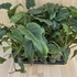 Philodendron Xanadu