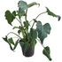 Philodendron Xanadu