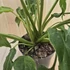 Philodendron Xanadu