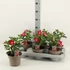 Adenium Obesum