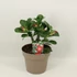 Adenium Obesum
