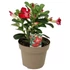 Adenium Obesum