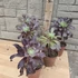 Aeonium arboreum Velours