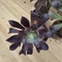 Aeonium arboreum Velours