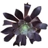 Aeonium arboreum Velours