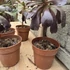 Aeonium arboreum Velours