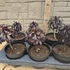 Aeonium arboreum var. atropurpureum Schwarzkopf