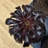 Aeonium arboreum var. atropurpureum Schwarzkopf