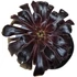Aeonium arboreum var. atropurpureum Schwarzkopf