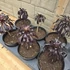 Aeonium arboreum var. atropurpureum Schwarzkopf