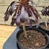 Aeonium arboreum var. atropurpureum Schwarzkopf