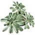 Aeonium castello-paivae variegata