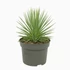 Agave stricta Nana