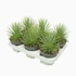 Agave stricta Nana